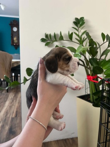 Beagle tricolor ZKwP