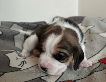 Beagle tricolor ZKwP