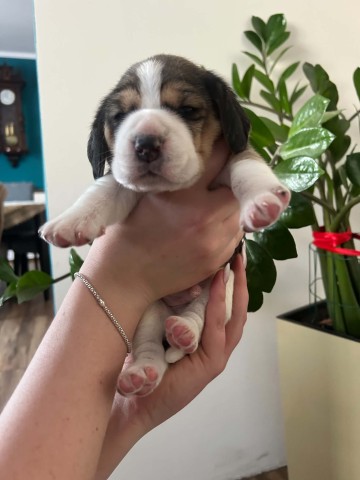 Beagle tricolor ZKwP