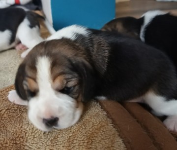 Beagle tricolor ZKwP
