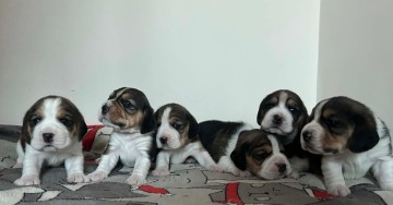 Beagle tricolor ZKwP