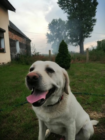 Oddam w dobre ręce