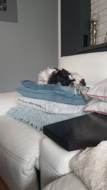 DOMOWA OPIEKA NAD PIESKIEM ''PETSITTER''