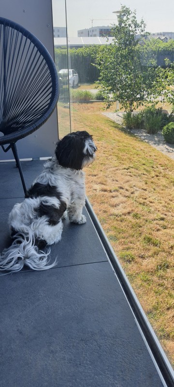 DOMOWA OPIEKA NAD PIESKIEM ''PETSITTER''