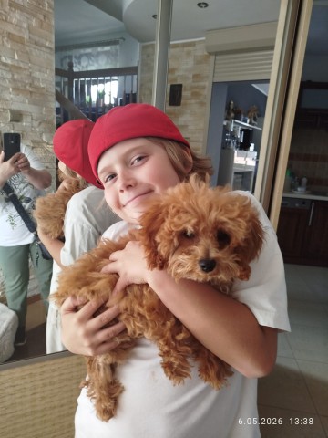DOMOWA OPIEKA NAD PIESKIEM ''PETSITTER''