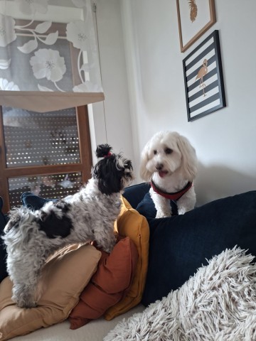 DOMOWA OPIEKA NAD PIESKIEM ''PETSITTER''