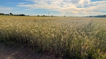 DZIAŁKA PIOTROWICE 79 ARÓW MPZP