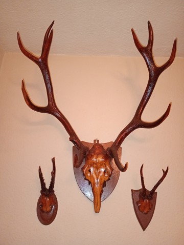 Poroże