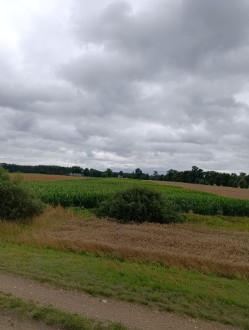Kukurydza na kiszonkę