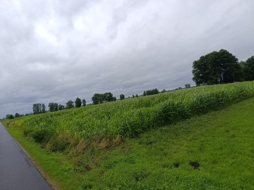 Kukurydza na kiszonkę