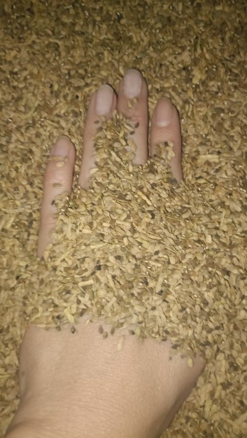 Seradela z facelia
