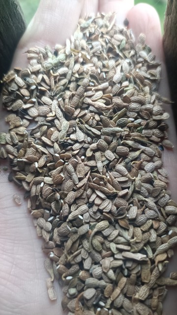 Seradela z facelia