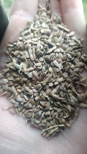 Seradela z facelia