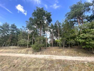 NOWA WIEŚ|Dom, budynki gospodarcze, wydane WZ i prywatny las