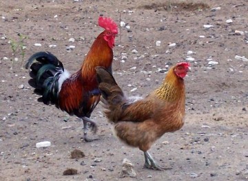 Sprzedam koguty zielononóżki i padewskie