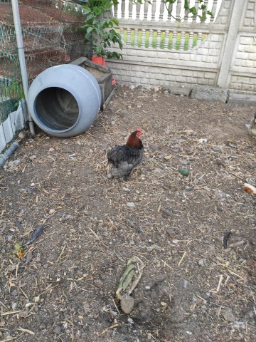kogutek kochin karzelek 5 miesięcy