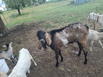 Kozioł