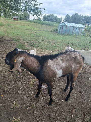 Kozioł