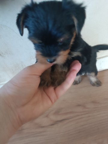 Malutki piesek Yorkshire terrier