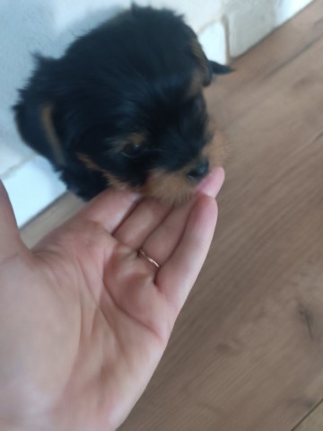 Malutki piesek Yorkshire terrier