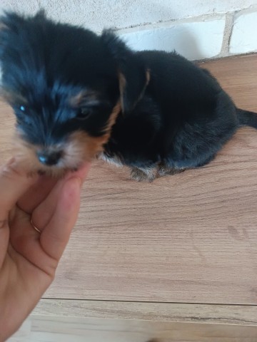 Malutki piesek Yorkshire terrier