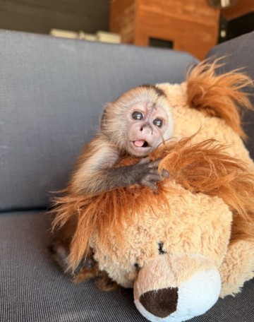 Dobrze ułożone kapucynki i marmozety do adopcji