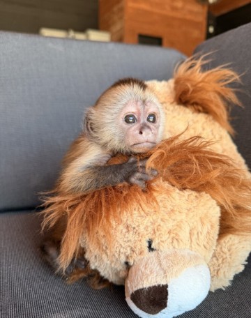 Dobrze ułożone kapucynki i marmozety do adopcji