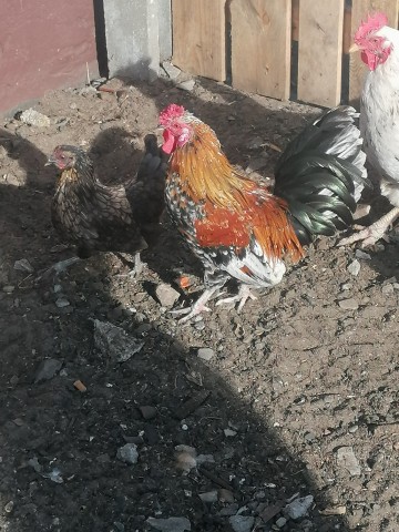 Sprzedam koguty liliputy