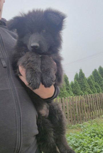Owczarek niemiecki dlugowlosy