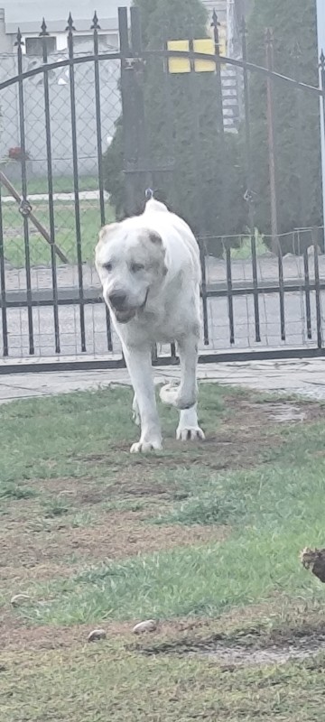 OWCZAREK ŚRODKOWO AZJATYCKI