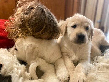 Szczenięta Golden Retriever