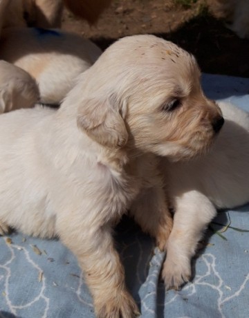 Szczenięta Golden Retriever