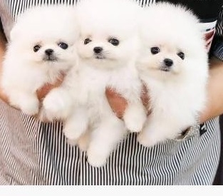 Rasowe szczenięta szpica miniaturowego (Pomeranian)