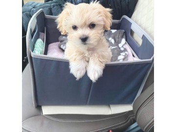 Urocze szczenięta Maltipoo odchowane w domu