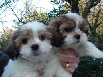 Piękne szczenięta Shih Tzu