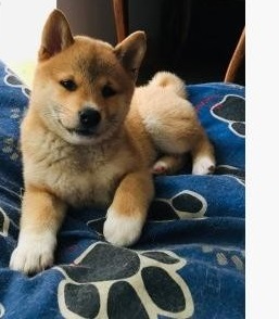 Szczenięta rasy Shiba Inu