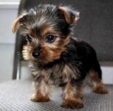 Szczenięta rasy Yorkshire Terrier