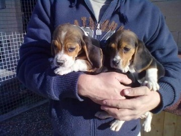 Szczenięta rasy Beagle (dobrze zsocjalizowane)