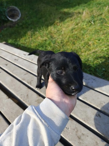 Oddam pieska w dobre rece