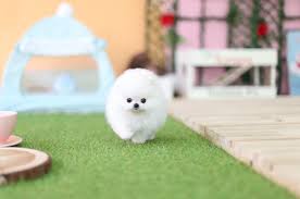 Szczenięta pomeraniana (odmiana „teacup” – miniaturowa) czys